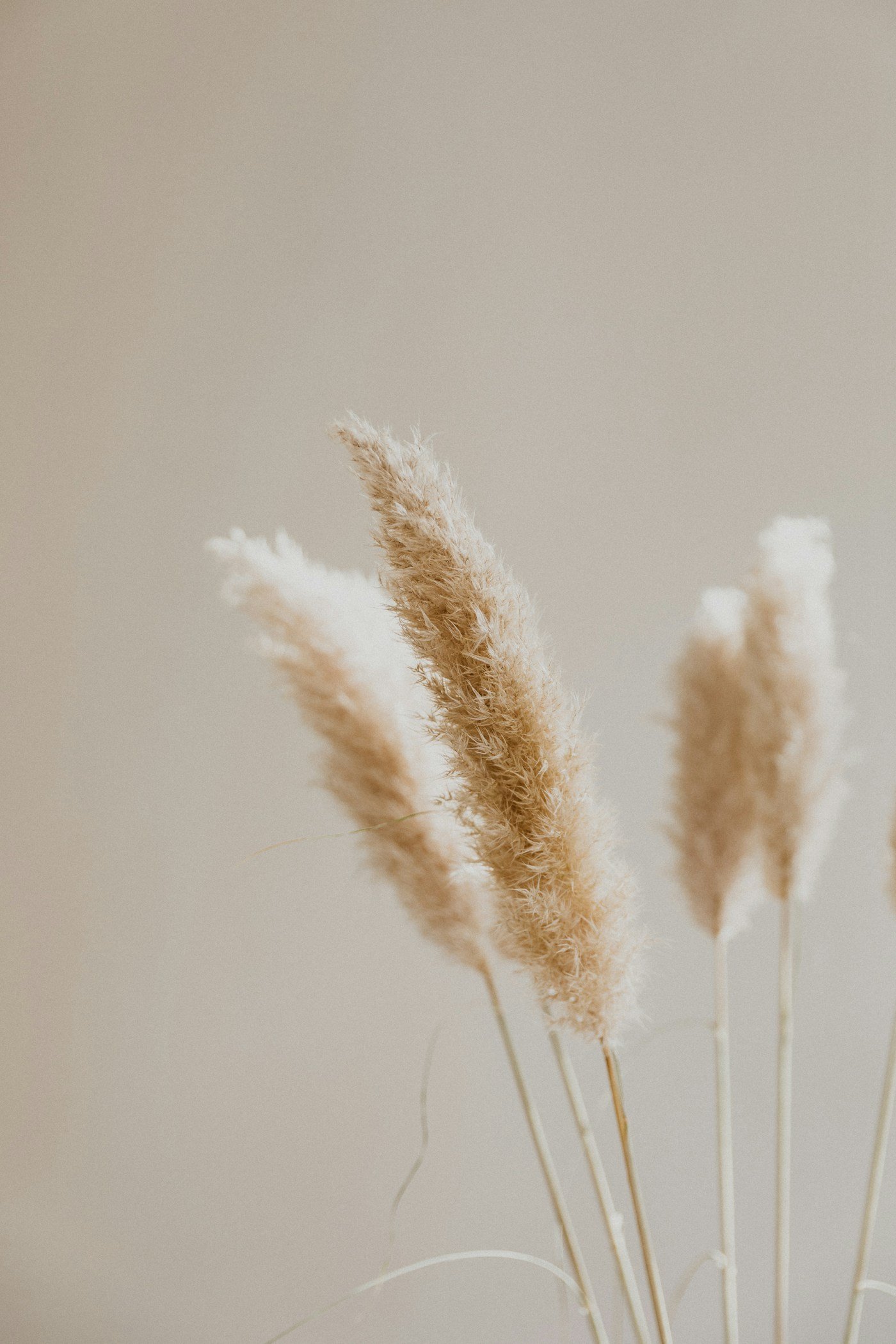 Plumes d’herbe de pampas sur fond beige — douceur et apaisement